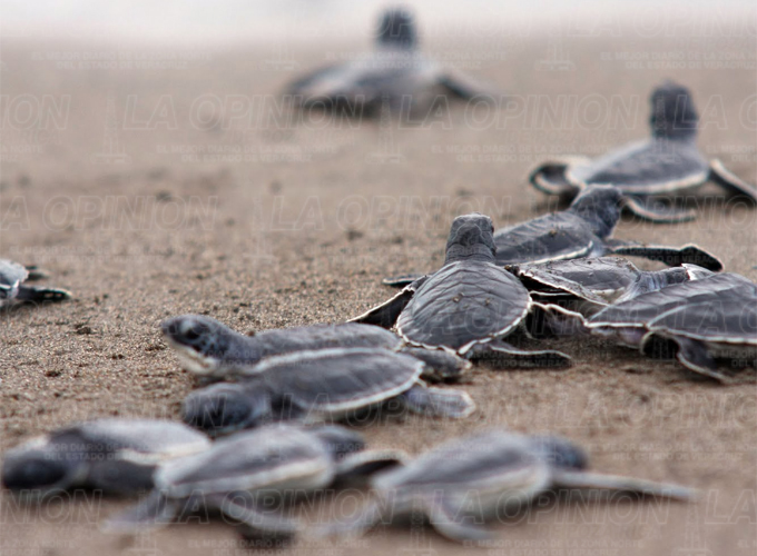 Este mes serán liberadas más de mil tortugas