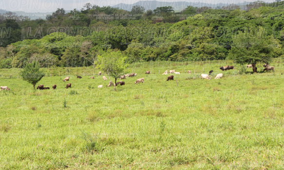 Lluvias dan alivio al sector ganadero
