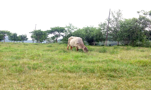 Abigeato pega a ganaderos