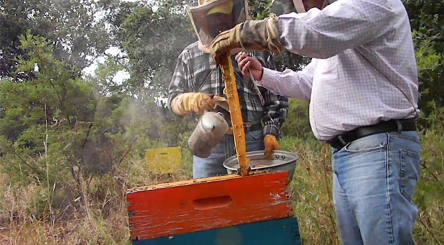 Abejas aterrorizan zonas rurales