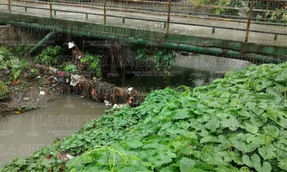 Desazolve de arroyos y drenajes ante amenaza de "Earl"