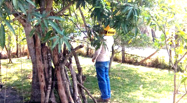 ¡Lo atacan las abejas!