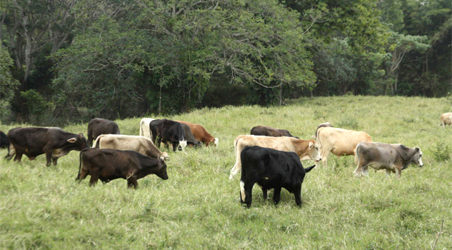 Consignan a presunto abigeo