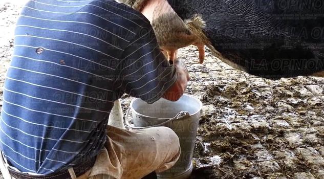 Aumenta producción de leche