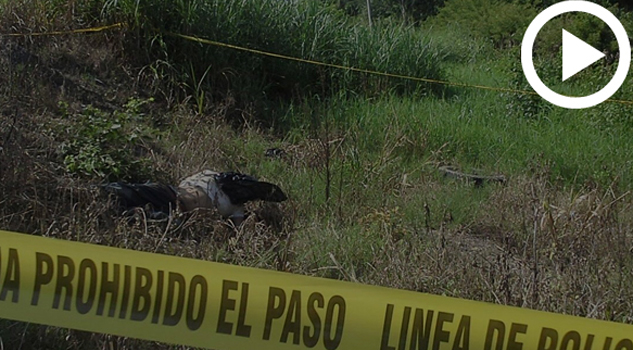 Hallan a ejecutado en Nuevo Progreso, Tihuatlán