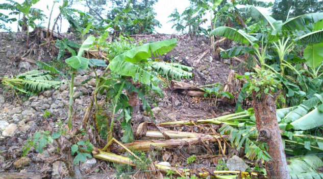 Fuertes lluvias dejan grandes afectaciones en la agricultura