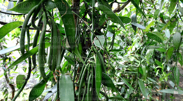 Puebla produce 20 toneladas de vainilla al año