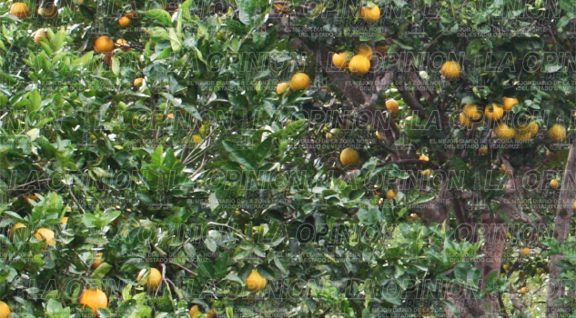 baja-produccion-de-citricos