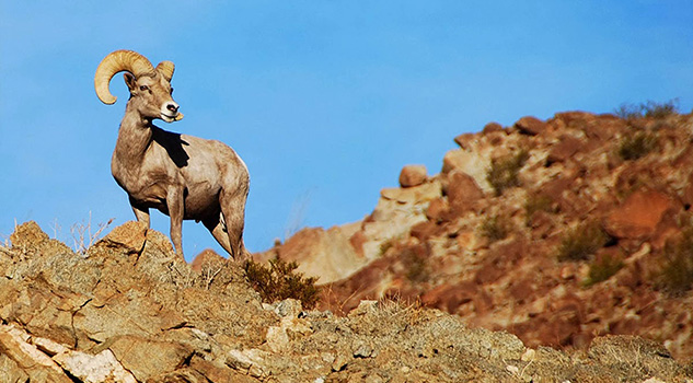 muro-migracion-animales