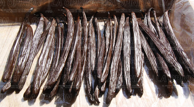 Suspenden exportación de vainilla suspenden-exportacion-de-vainilla
