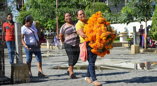 Cempasúchil, a precios de espanto cempasuchil-a-precios-de-espanto
