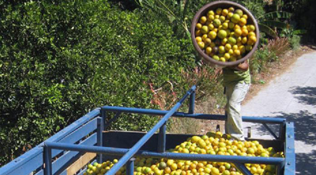 citricos-de-tuxpan-no-pueden-ser-exportados