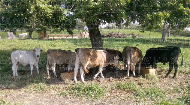 Ganaderos aún no reciben apoyos de Progan ganaderos-aun-no-reciben-apoyos-de-progan