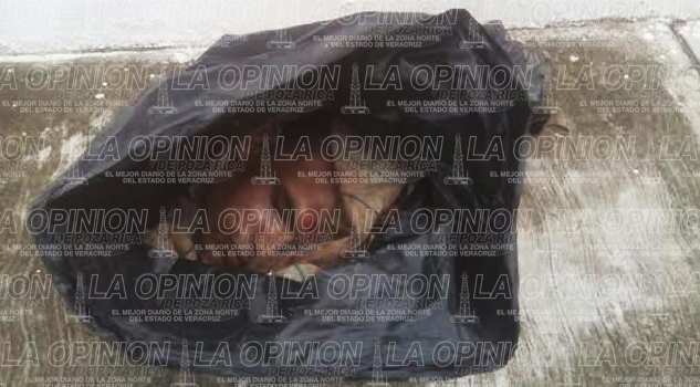 Hallan cabeza dentro de una bolsa hallan-cabeza-dentro-de-una-bolsa