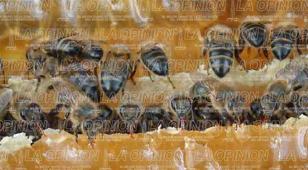 Miel de China y Argentina, golpea a apicultores mexicanos miel-de-china-y-argentina-golpea-a-apicultores-mexicanos