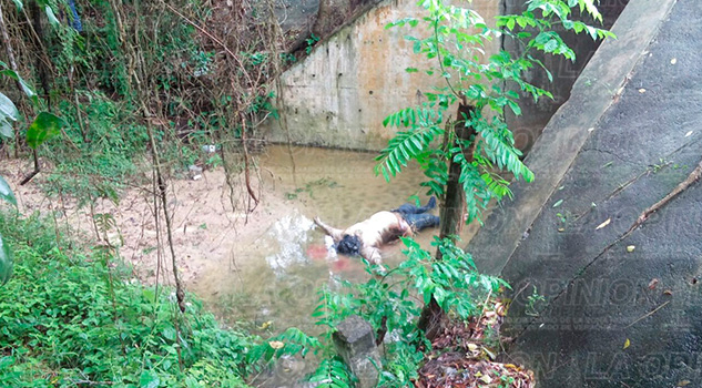 Encuentran cadáver debajo de puente