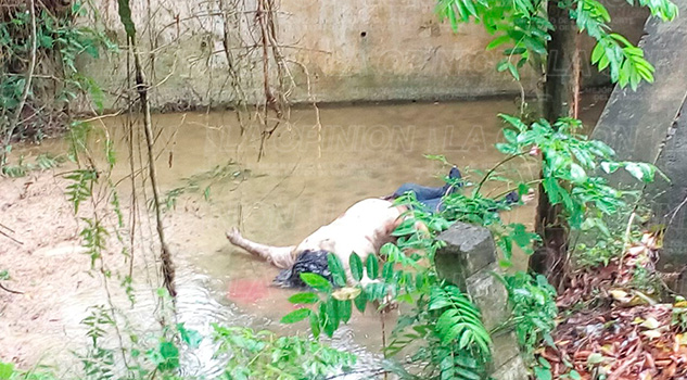Encuentran cadáver debajo de puente