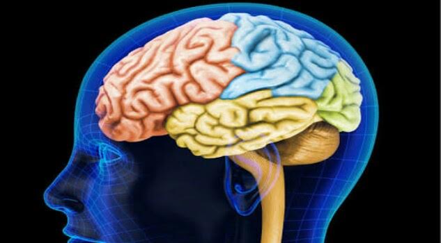 Las estrategias del cerebro al envejecer Las estrategias del cerebro al envejecer