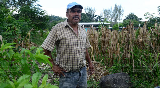 Convierten en potreros las tierras de labranza convierten-en-potreros-las-tierras-de-labranza