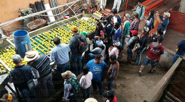 Despierta interés producción citrícola despierta-interes-produccion-citricola