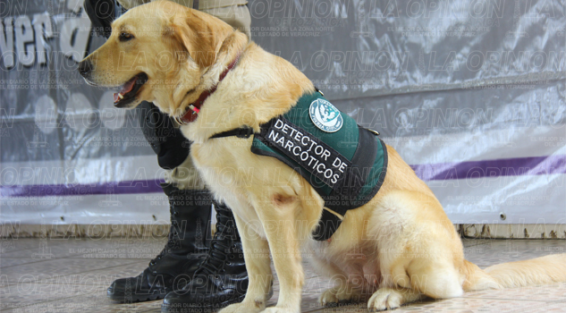 Perros policía buscan droga perros-policia-buscan-droga