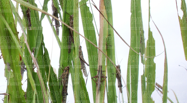 Plaga de langosta arrasa con maizales plaga-de-langosta-arrasa-con-maizales
