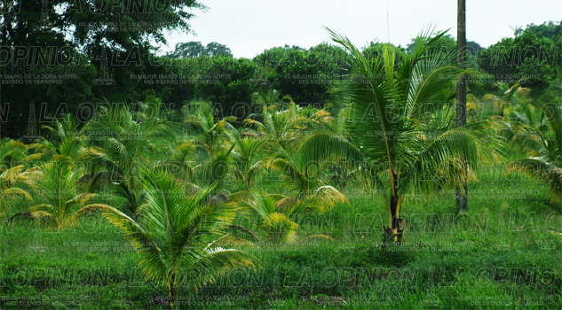 Plantíos de coco peligran por plaga plantios-de-coco-peligran-por-plaga