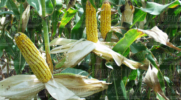 Sí se cultiva maíz transgénico en el estado: Sedarpa si-se-cultiva-maiz-transgenico-en-el-estado