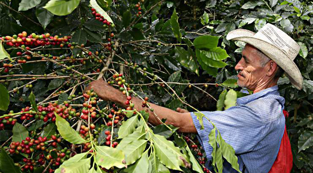 Buscan productividad de café Buscan productividad de café