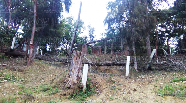 Cae pino en la calle Lucio Blanco de la Revolución Cae pino calle Lucio Blanco de la Revolución1
