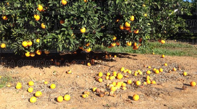 Dragón amarillo amenaza cultivos de cítricos Dragón amarillo amenaza cultivos de cítricos
