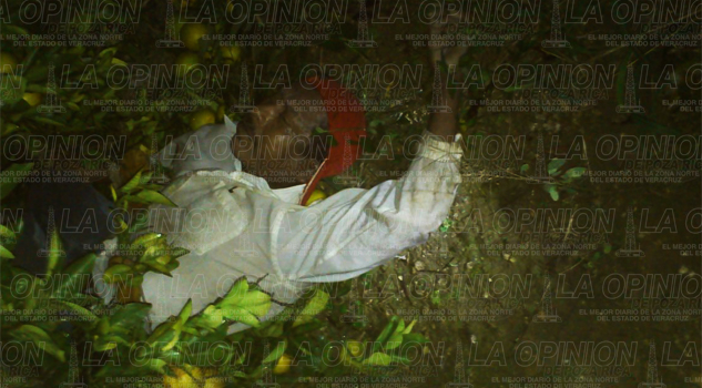 Jornalero cae de un naranjal y se desnuca jornalero-cae-de-un-naranjal-y-se-desnuca