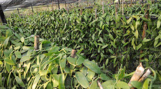 Limitada la producción de vainilla Limitada la producción de vainilla