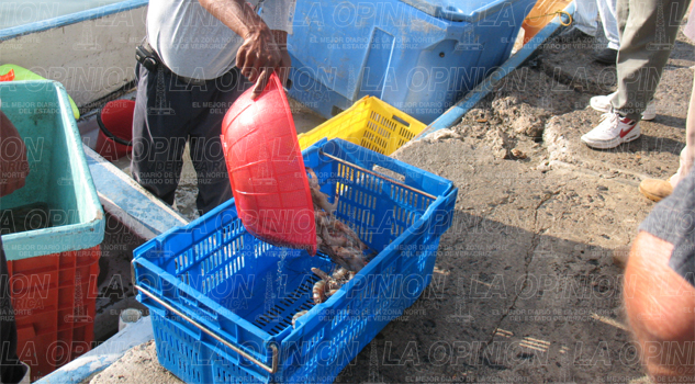 No repunta la pesca del camarón no-repunta-la-pesca-del-camaron