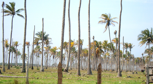 Plaga acabó con casi 12 mil hectáreas de coco Plaga acabó con casi 12 mil hectáreas de coco