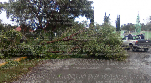 Reportan más estragos por frente frío número 15 Reportan más estragos por frente frío numero 15