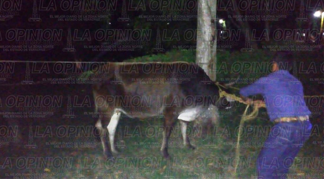 Se estrella contra una vaca; tres lesionados se-estrella-contra-una-vaca-tres-lesionados