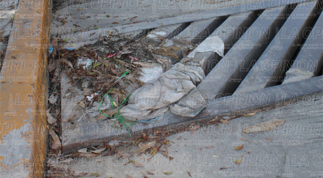 Tapan drenajes con restos de animales tapan-drenajes-con-restos-de-animales