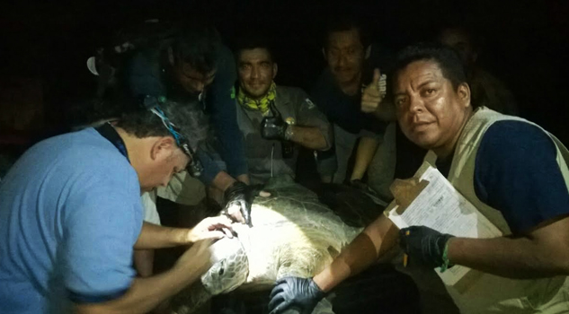 Vigilan arribo de tortuga marina