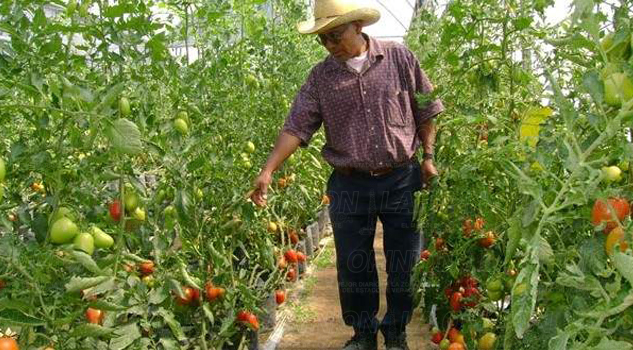 Campesinos buscan mejorar economía Campesinos buscan mejorar economía