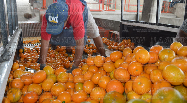 Exportarán más de seis mil toneladas de naranja a EU Exportarán más de seis mil toneladas de naranja a EU