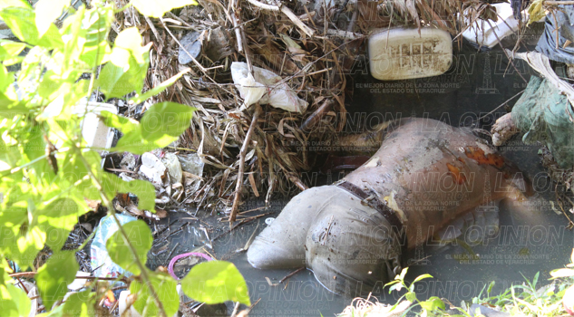 Hallan a dos muertos Hallan cadáver en un arroyo de aguas negras en la colonia Manuel Ávila Camacho