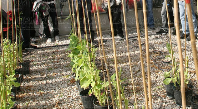 Impulsan la agrobiotecnología Impulsan la agrobiotecnología