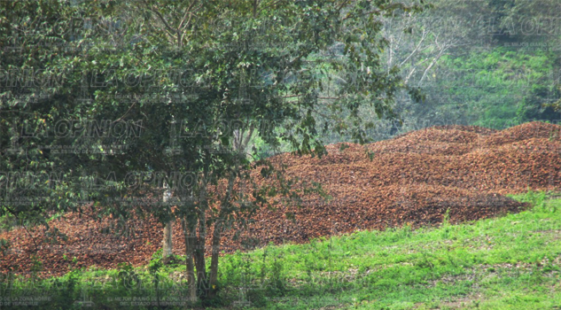 Justicia, reclama ante Fiscalía una ejidataria Justicia, reclama ante Fiscalía una ejidataria