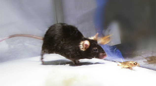 Logran desactivar el ‘instinto asesino’ dentro del cerebro Logran desactivar el ‘instinto asesino’ dentro del cerebro