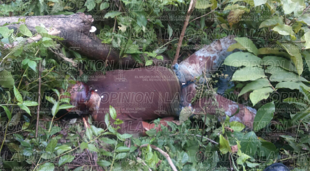 Mototortillero degollado Mototortillero degollado