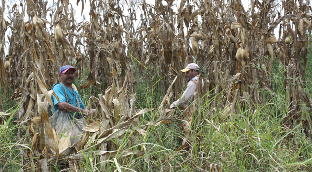Olvidan al campo Olvidan al campo