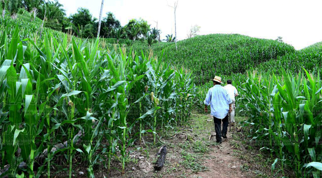 Productores de maíz y frijol esperan más apoyos Productores de maíz y frijol esperan más apoyos