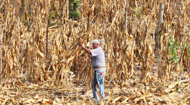 Recortan apoyos al campo Recortan apoyos al campo