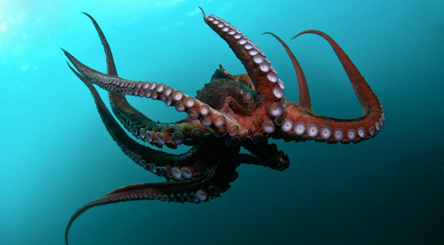 ¡Saliva de pulpo rojo contra el Alzheimer? Saliva del pulpo rojo